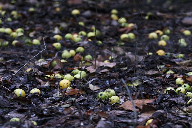 Woodland_Details_006_s.jpg