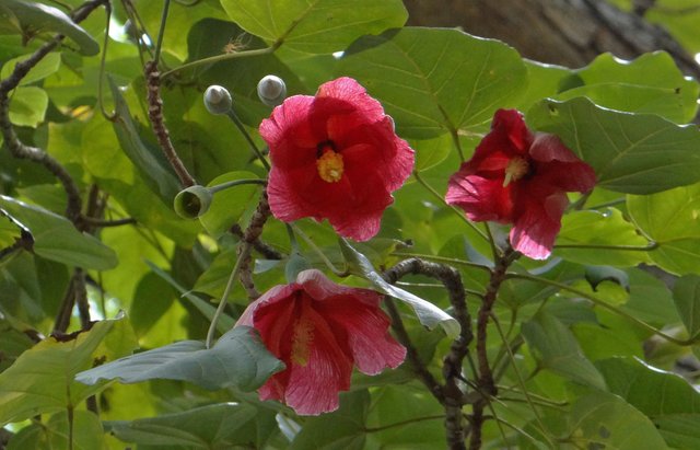 Árbol-de-Maga-Thespesia-grandiflora-Malvaceae.jpg
