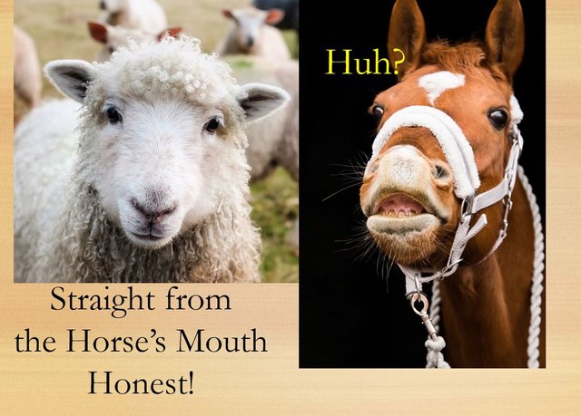 Idiom Horse mouth.JPG