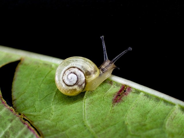 snails.jpg