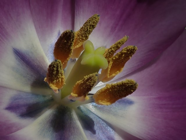 tulip_macro.jpg