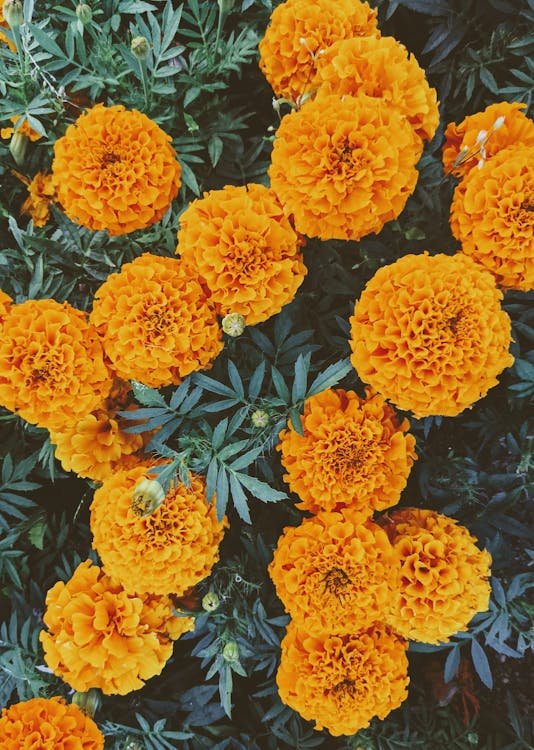 free-photo-of-yellow-marigold-flowers.jpeg