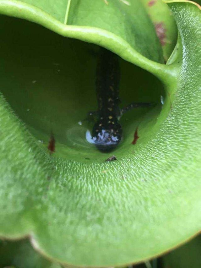 salamander lunch.jpg