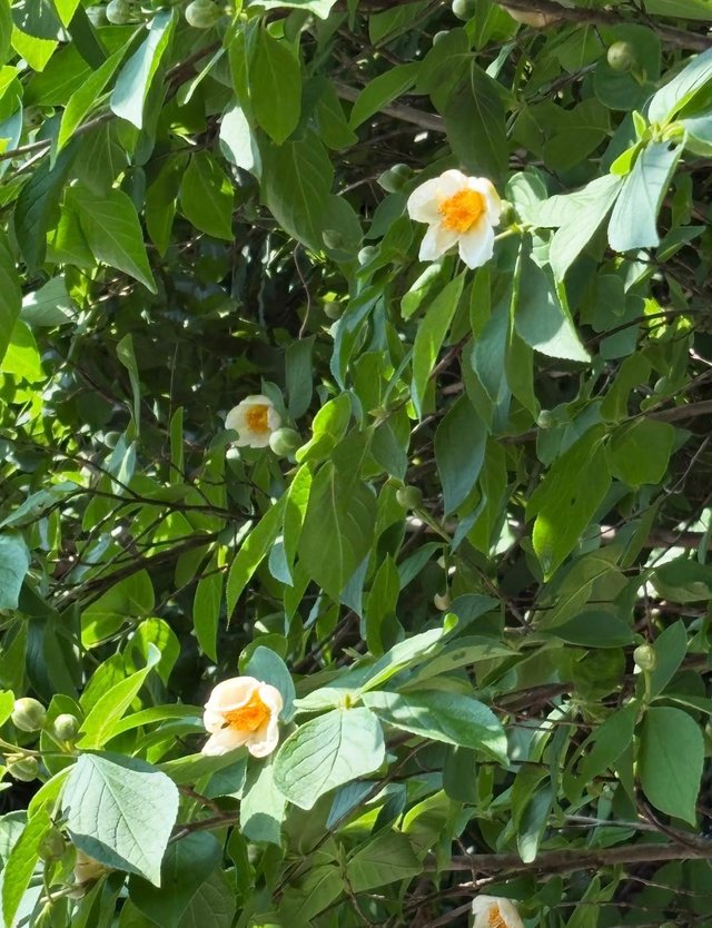 IMG_20250706_161310.jpg