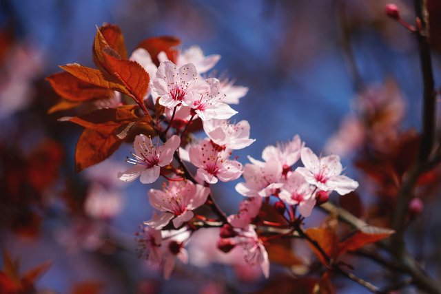 cherry-blossom-4987094_1920.jpg