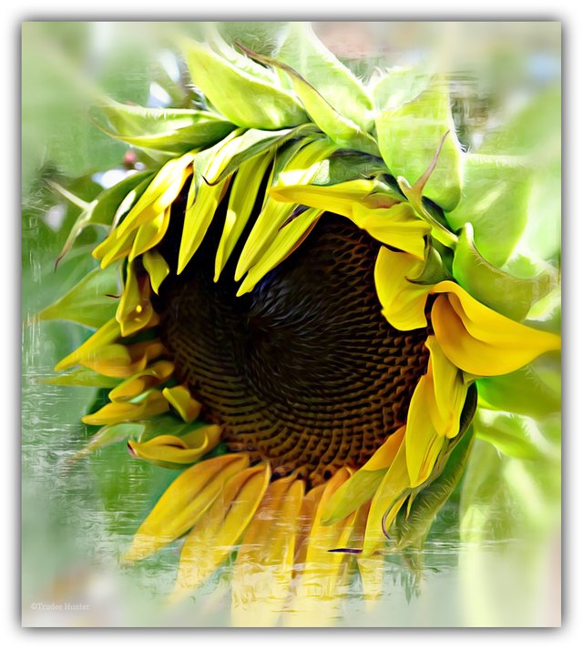 WM  Lovely sunflower se.jpg
