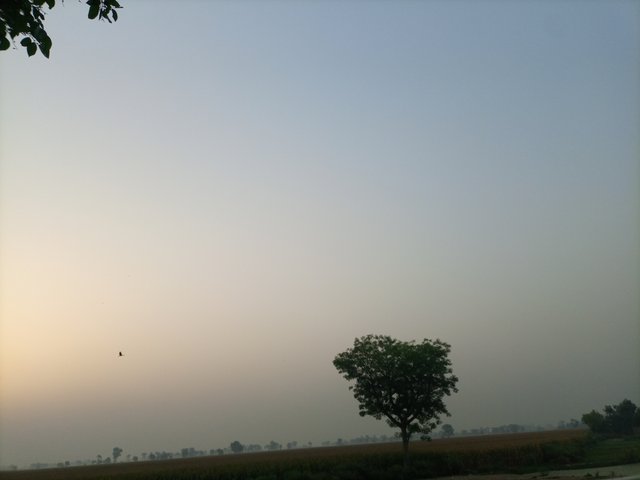 IMG_20250529_052340_546.jpg