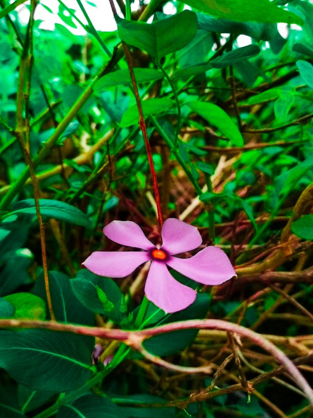 Oleander flower.jpg