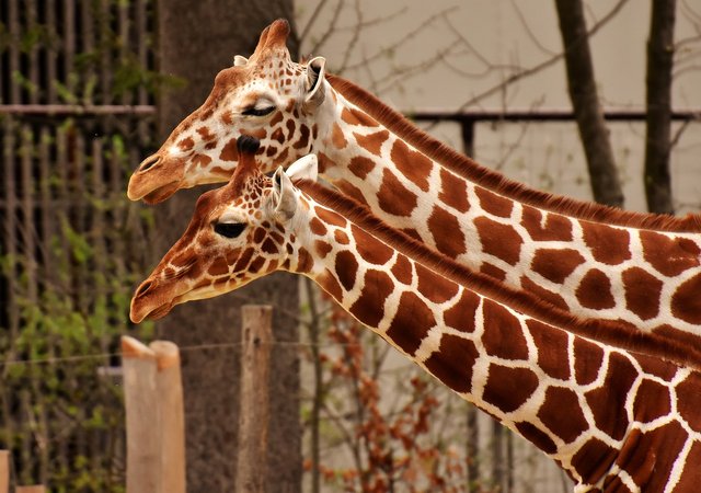 giraffe-3372338_1920.jpg