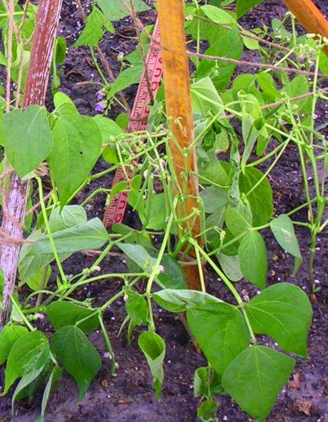 beans_garden_colorized_1.jpg