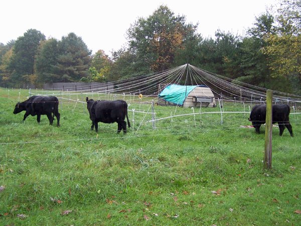 Moving cows8 crop Oct. 2018.jpg