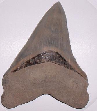 Fossil Carcharocles Megalodon Shark Tooth Chesapeak Bay Maryland.jpg