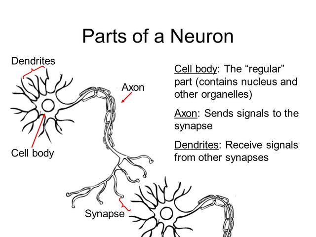 Brain and Nervous System How do the instructions go hand in hand.jpg