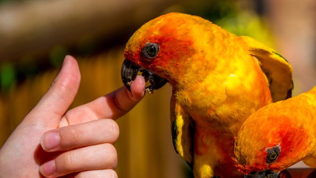 bird-bites-the-hand.jpg