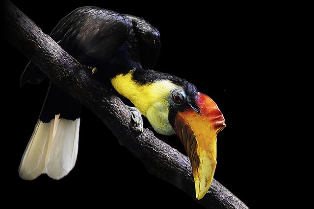wrinkled-hornbill-1352493_1280.jpg