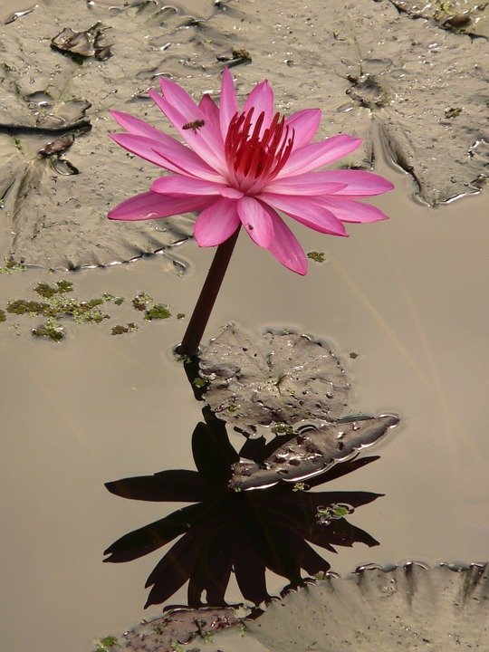 water-lily-4464_960_720 Seerose Flut Jesus Gott.jpg