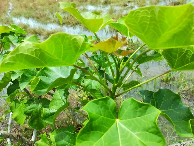 Leaves Fresh Jatropha (1).jpg