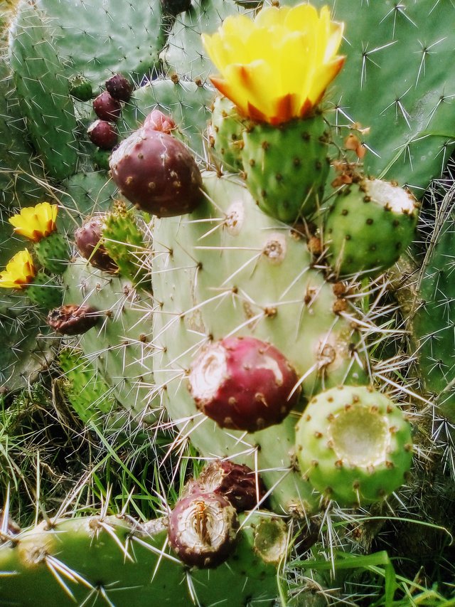 flores de cactus, avestruces 030.jpg