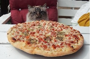 Hungrig-katt-spanar-in-middagen-Pizza.jpg