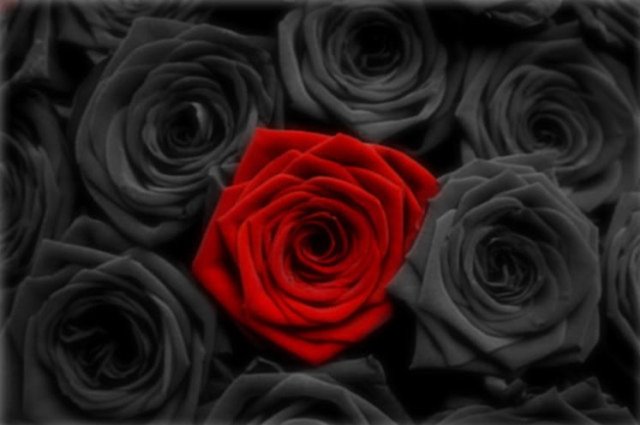 very-rare-3x-packs-rare-black-rose-seeds-free-shipping-4230-78525711-8f4dca82a3e8286a15c56aee5848cec0.jpg