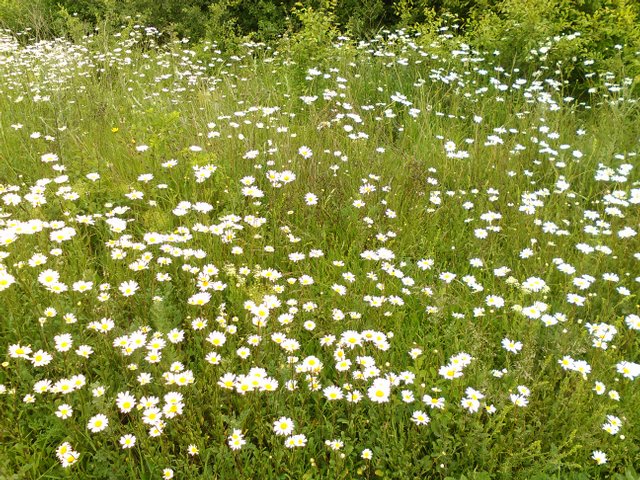 Flower Photography Daisy Hill Main May 28 2017.jpg