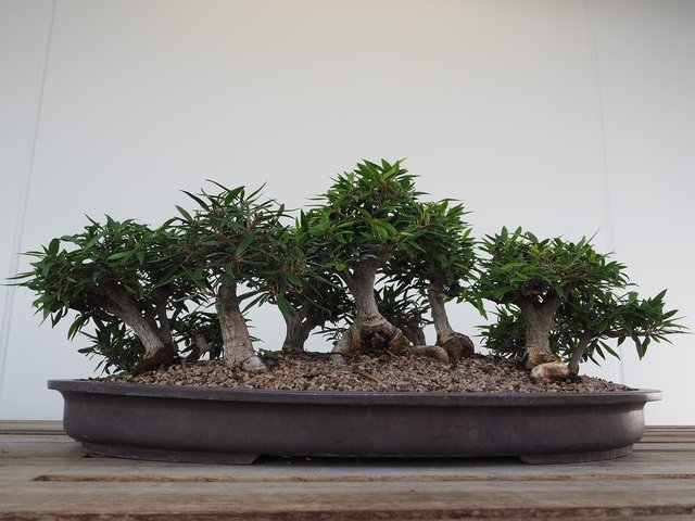 bonsai-2347165_1280.jpg