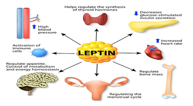 leptinn.png