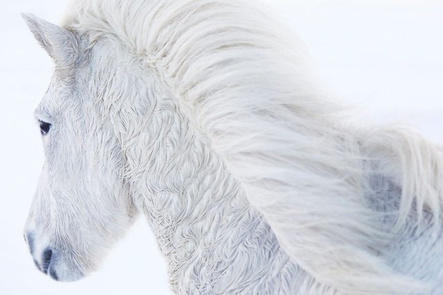 animal-photography-icelandic-horses-in-the-realm-of-legends-drew-doggett-9-5b5afbdf20ba0__880.jpg