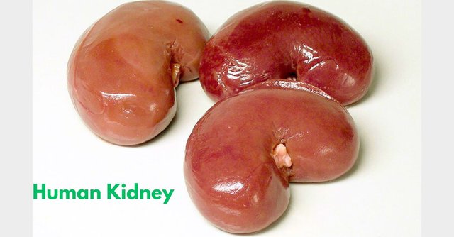 Human Kidney.jpg