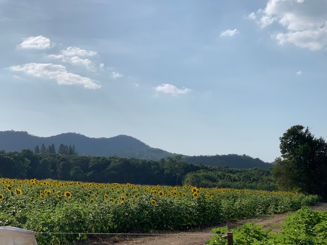 Sunflower fields6.jpg