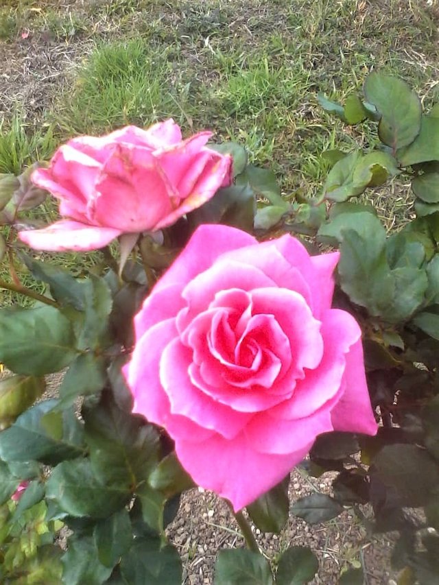 IMG-20190911-WA0009 foto 9 rosas.jpg