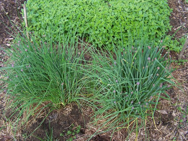 Chives - both crop May 2019.jpg