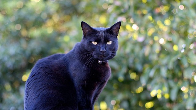 Black-cat_by_Navin_CC_BY-SA_2-0_4287736490_16c97ce849_o-BS-TB-Web.jpg