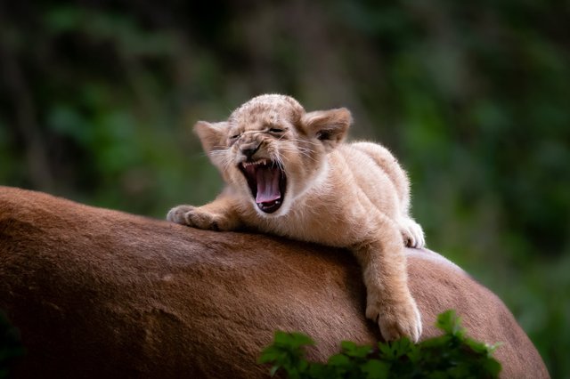 free-photo-of-close-up-of-a-baby-lion.jpeg