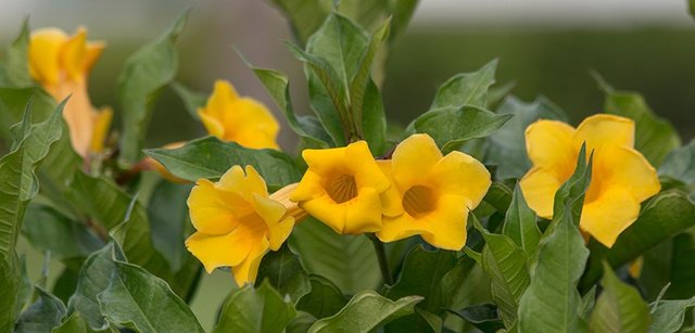 Allamanda-costa-farms-blooming-tropical.jpg