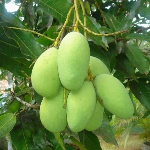 fresh-green-mango.webp