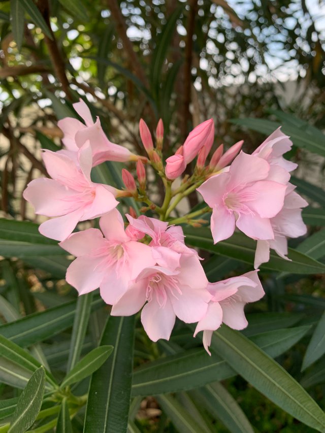 garden19.jpg