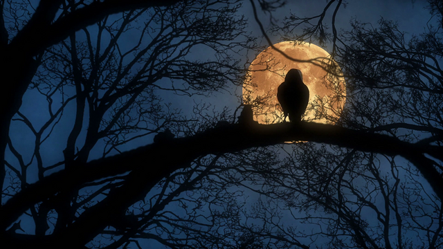 scary-creepy-crow-or-raven-sitting-on-tree-branch-during-a-full-harvest-moon-night-with-a-blue-sky-and-orange-moon-full-hd-1920-1080_h3eyoymfl_thumbnail-full07.png