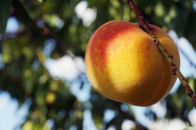 A_Peach_Fruit_Hanging_04_s.jpg