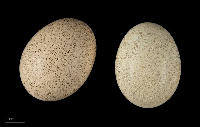 1280px-Gallus_lafayettii_MHNT.ZOO.2010.11.9.31.jpg