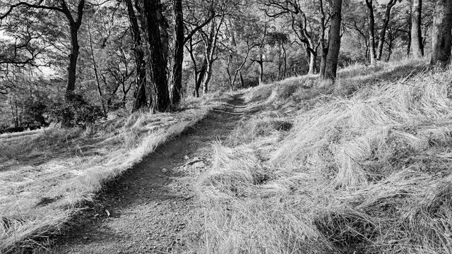 IMG_20171124_153119b-bw-walking-trails-all-to-fall-#322.png