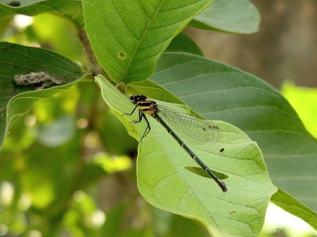 ফড়িং (4).jpg