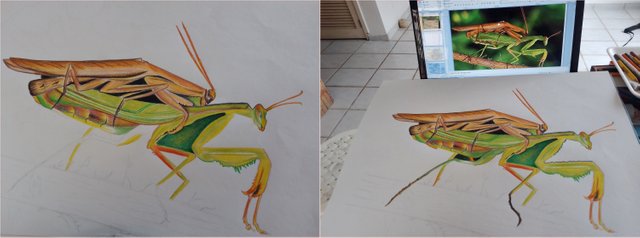 DIBUJOS MANTIS 029 4 -tile.jpg