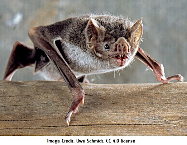 Vampire bat2 Desmo-boden_(cropped) Uwe Schmidt 4.0.jpg