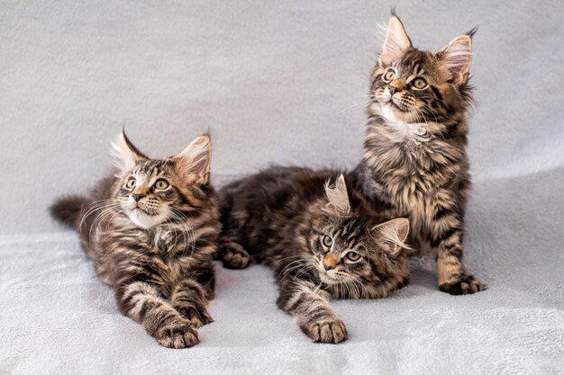 mainecoon-family-three-kittens-lie-light-fluffy-blanket_298446-766.jpg