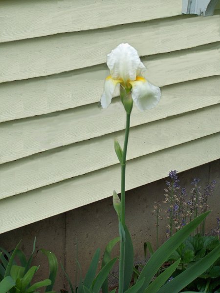 East - white iris crop May 2019.jpg