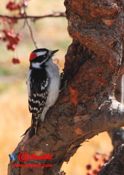 Downy Woodpecker PFW04.jpg