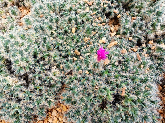 d Trichodiadema Densum 1.jpg