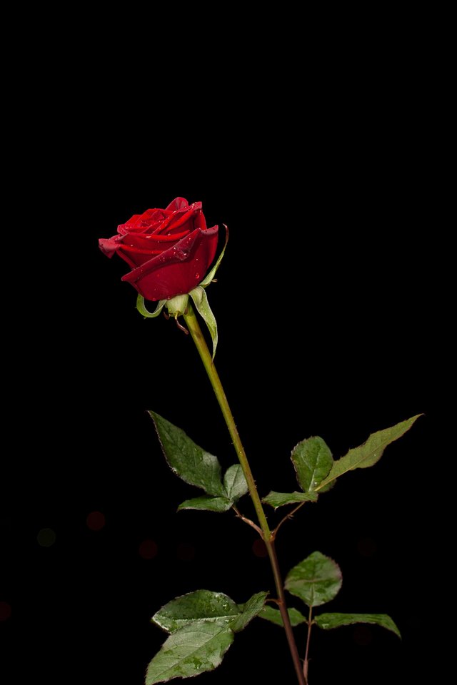 photo-of-red-rose-1820567.jpg