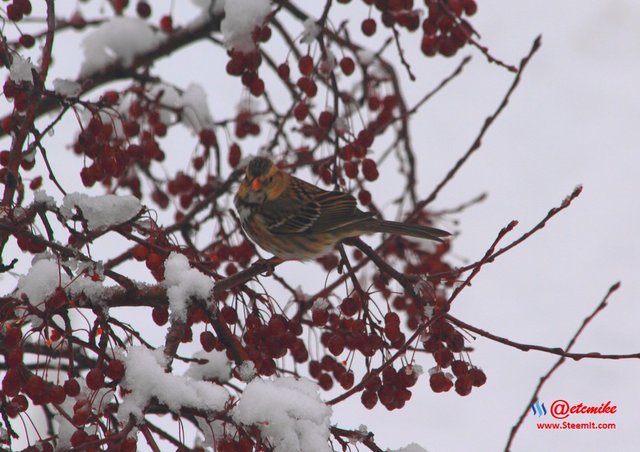 Harris's Sparrow IMG_0171.JPG